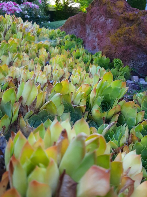Fields of Succulents