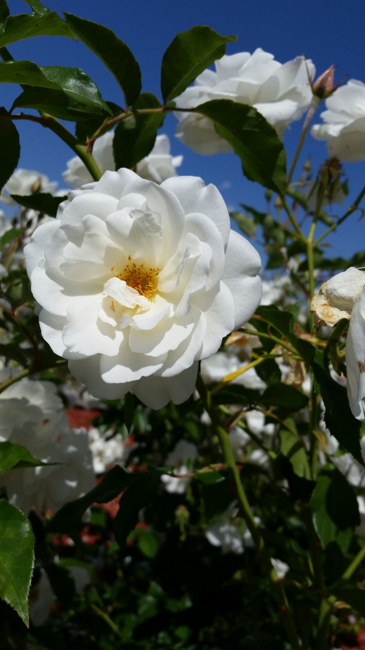 White Rose