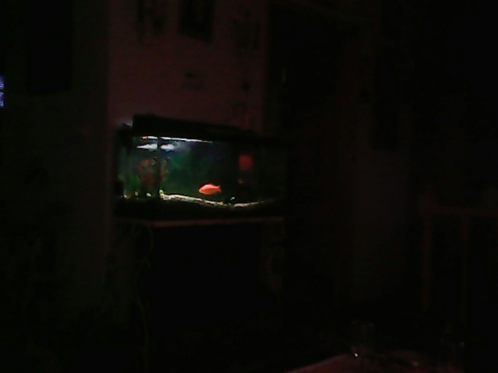fish