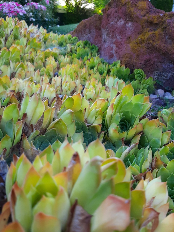 Fields of Succulents
