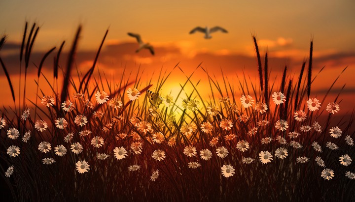 Flowers garden