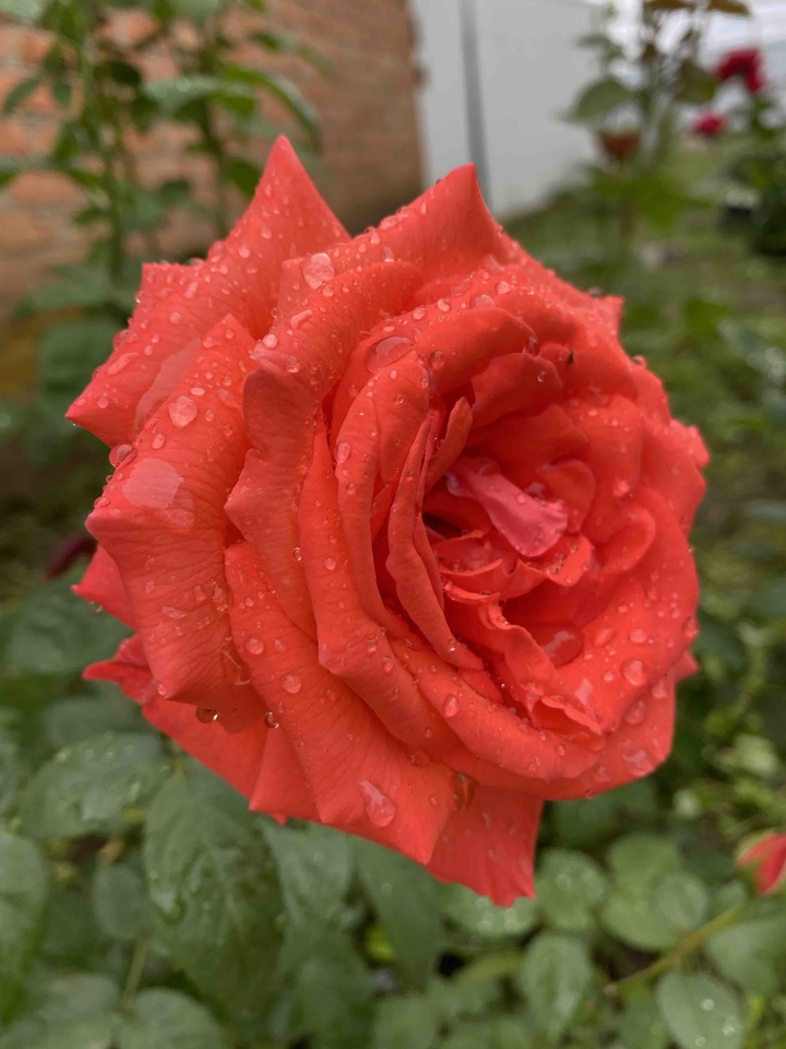 rose