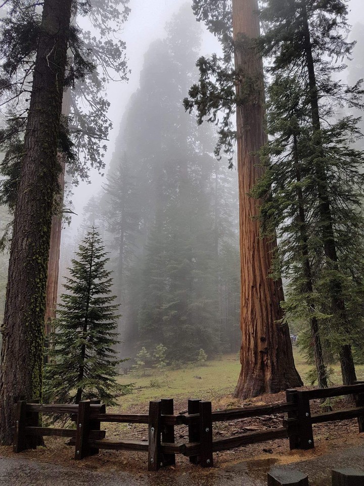 Sequoia park
