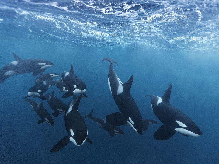 orca