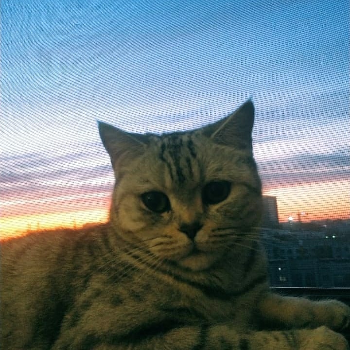 cat