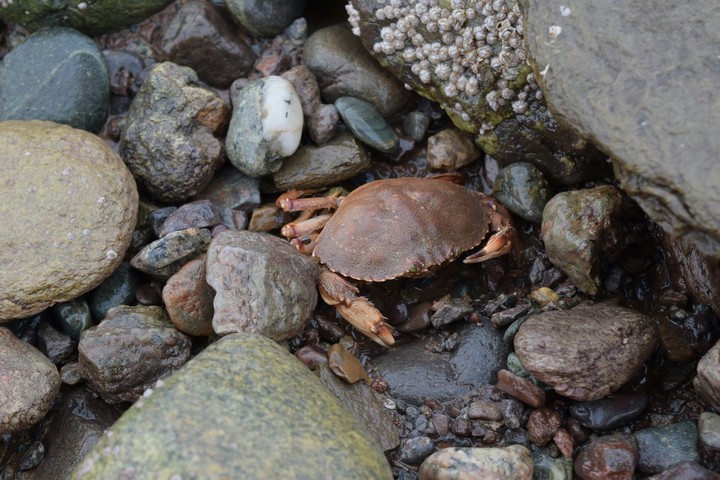 crab