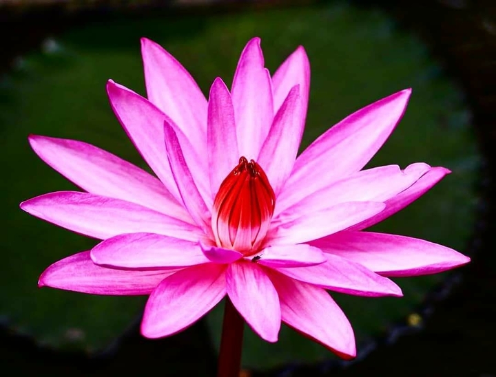 Blooming Lotus