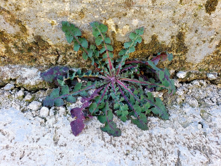 plant