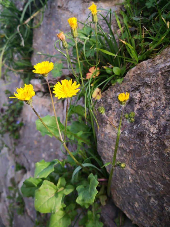 fiori