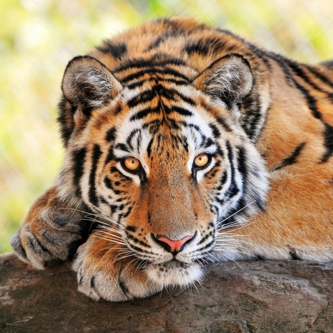 tiger