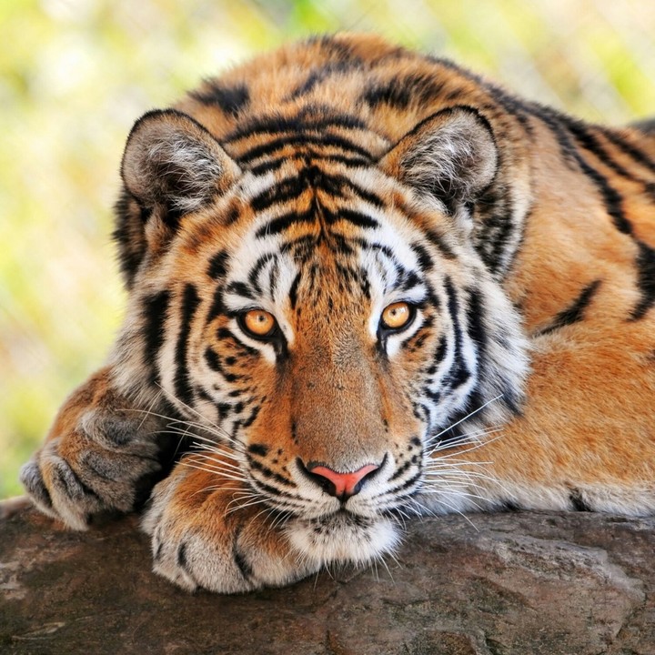 tiger
