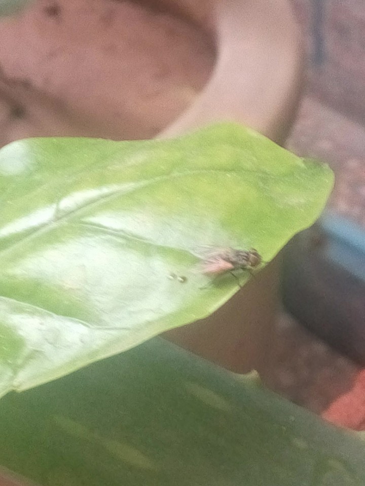 fly