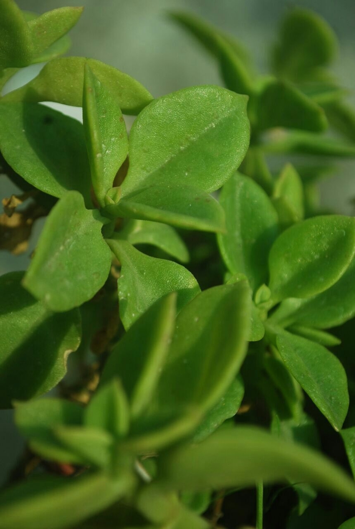 plant