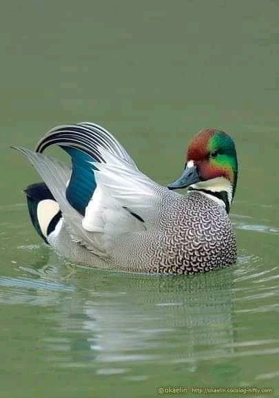 lovely bird