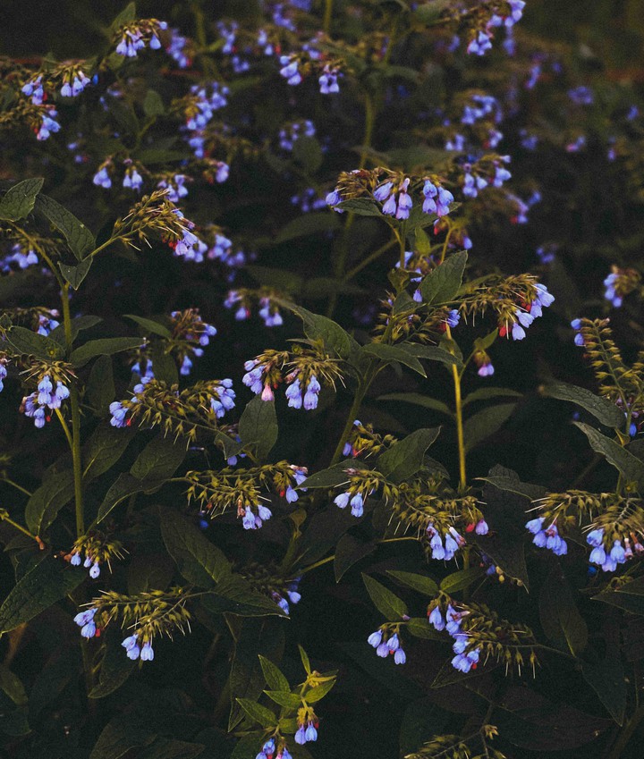 blue flower