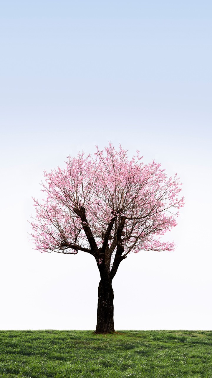 Cherry Blossom
