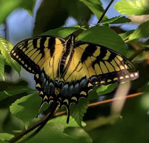 plant, pollinator Hintergrundbilder