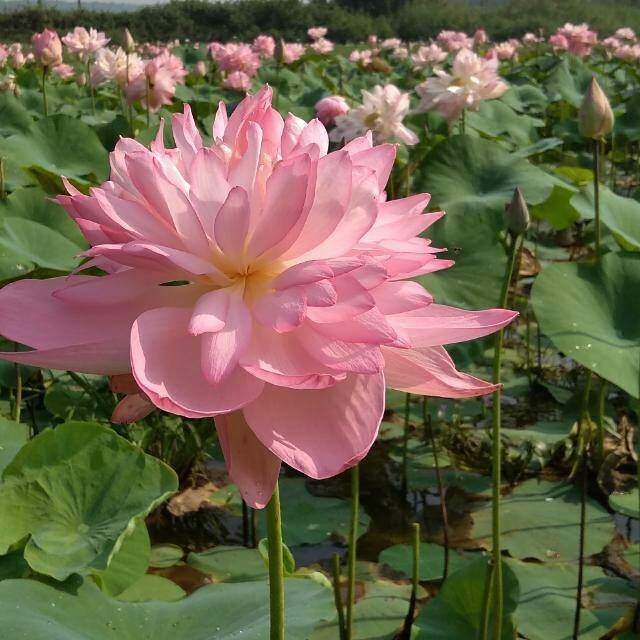 a lotus at thirunavaya station....