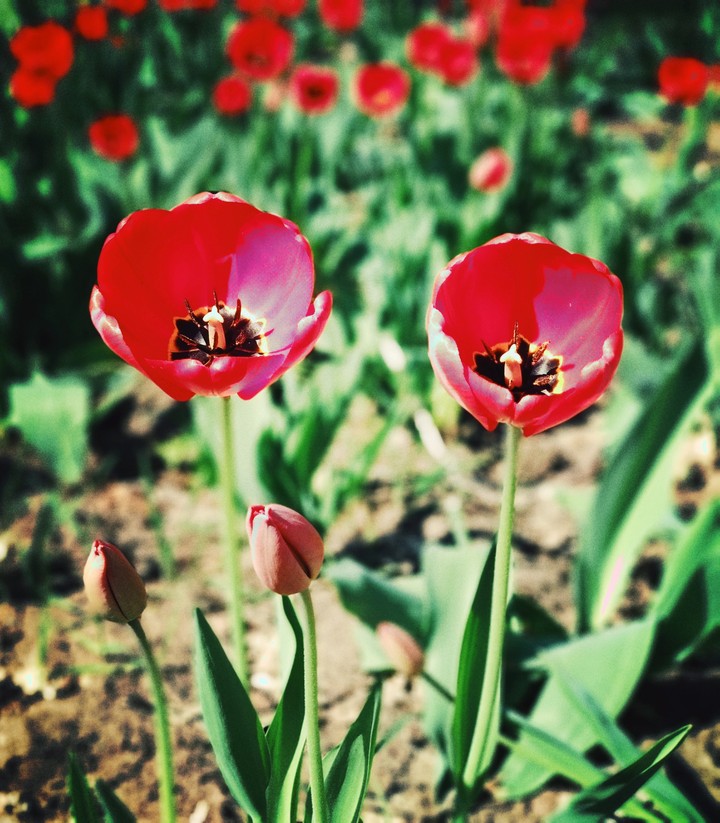 tulips