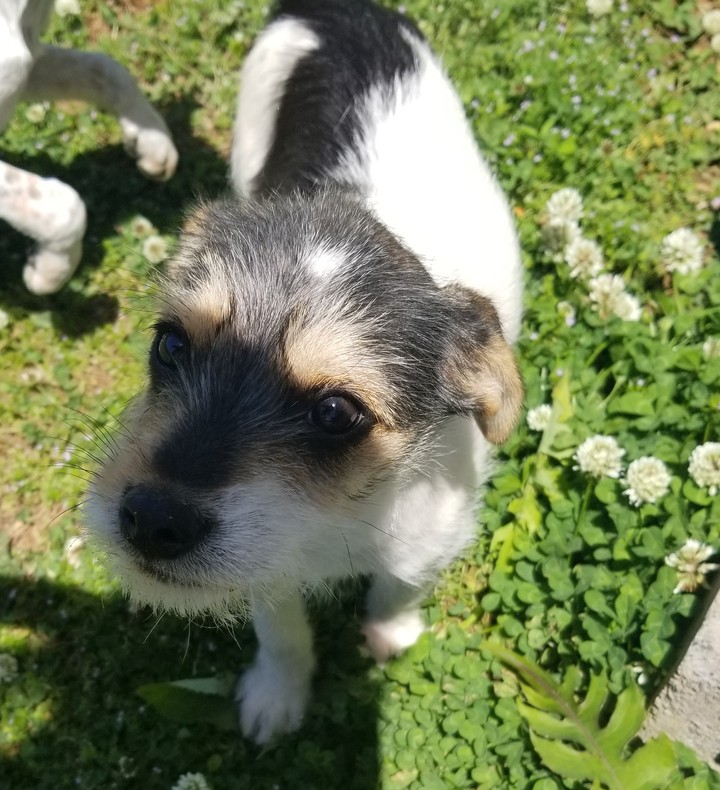 Puppy