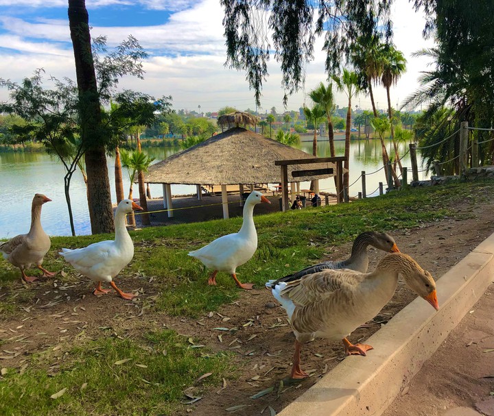 Familia de Gansos