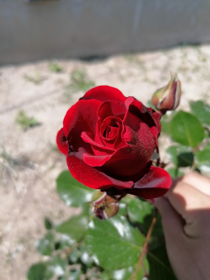 red rose