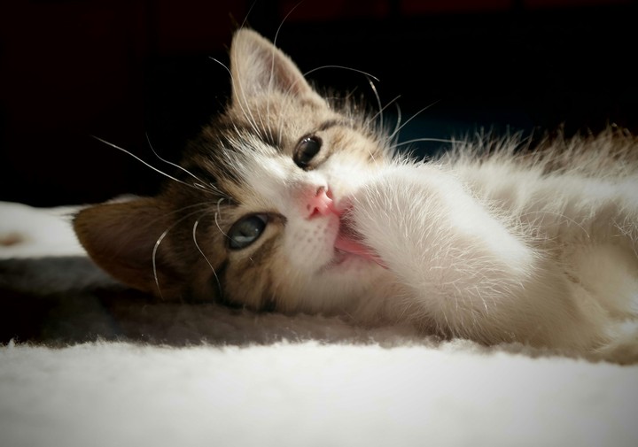 Kitty 0001-008