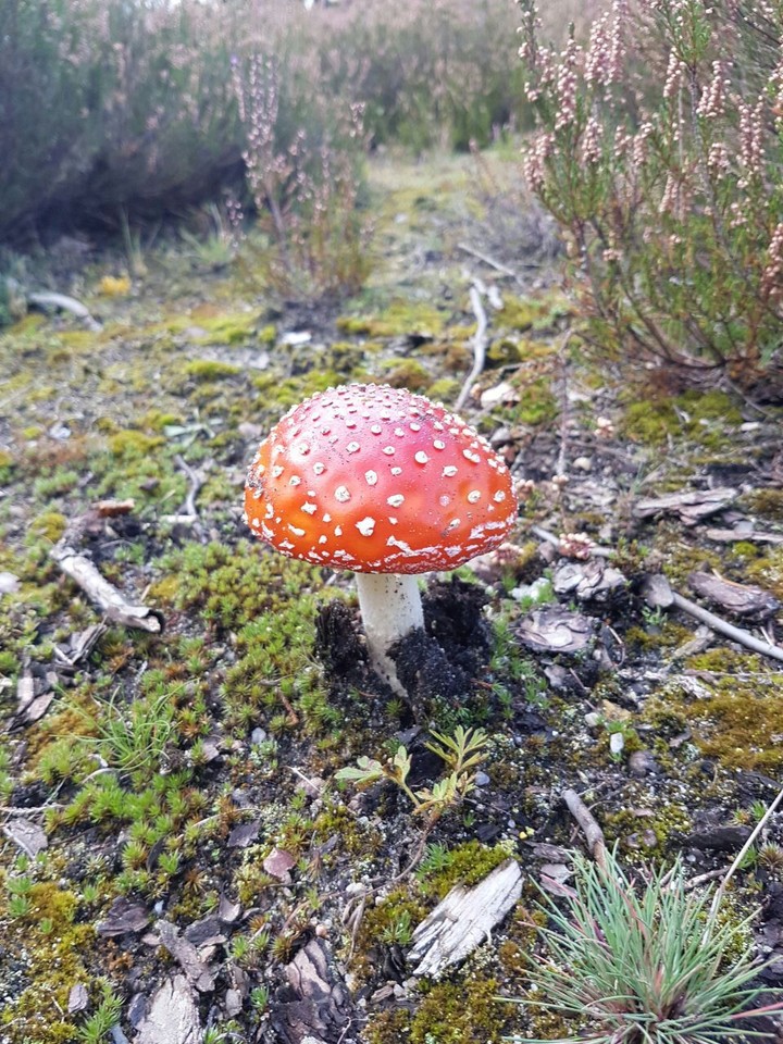 Fliegenpilz