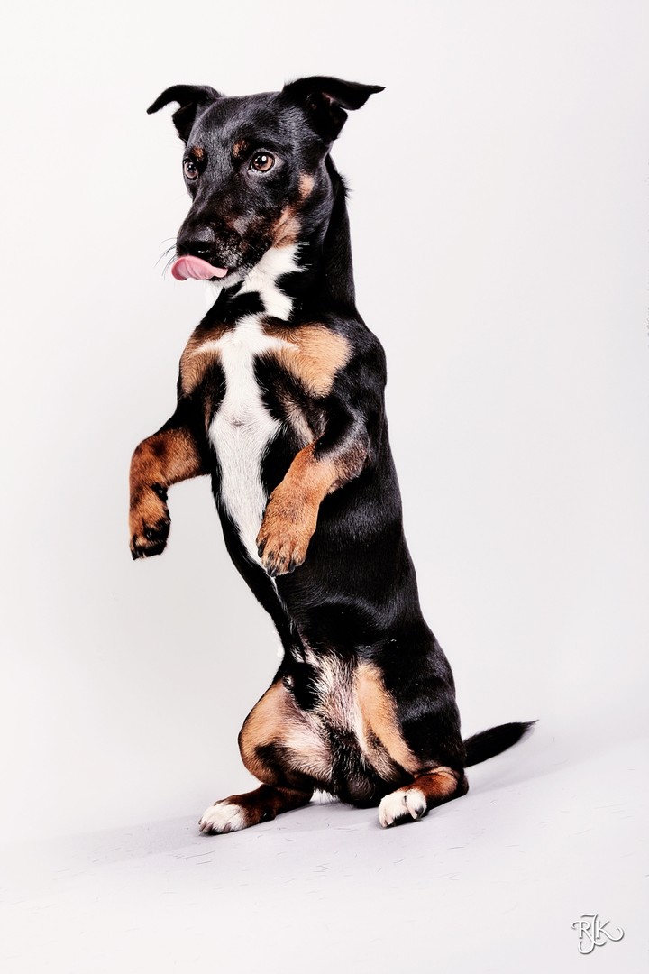 dog
