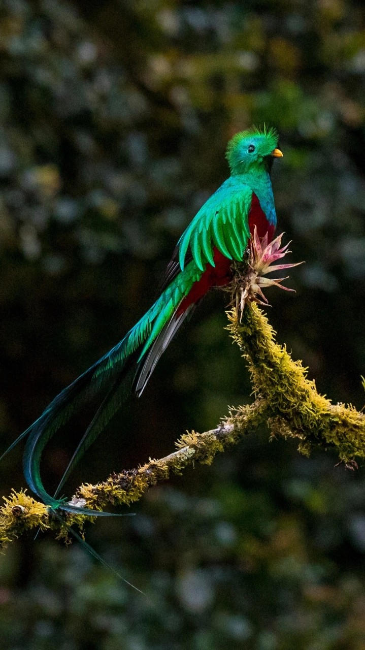 bird