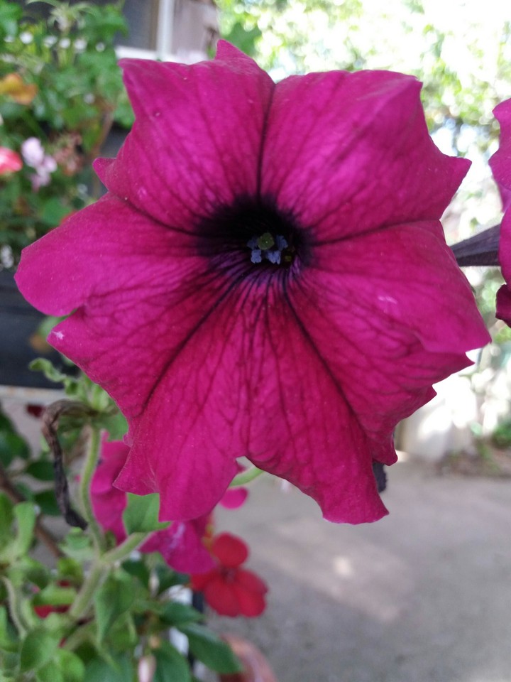 flower