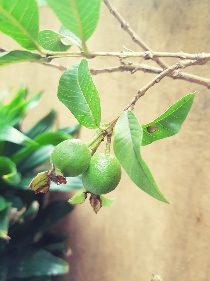 Ổi sẻ