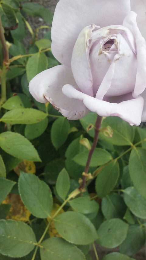 White rose