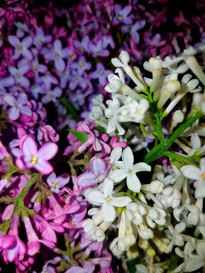 Purple dreams