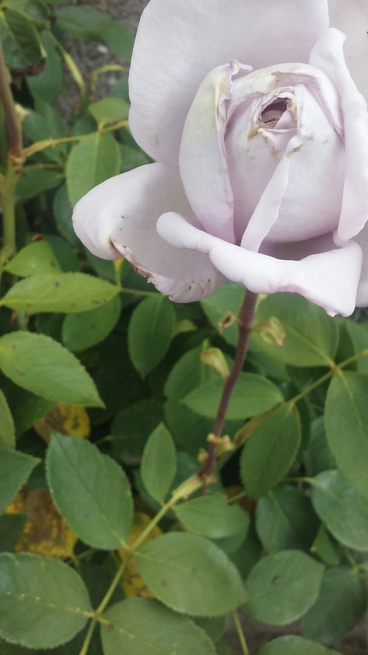White rose