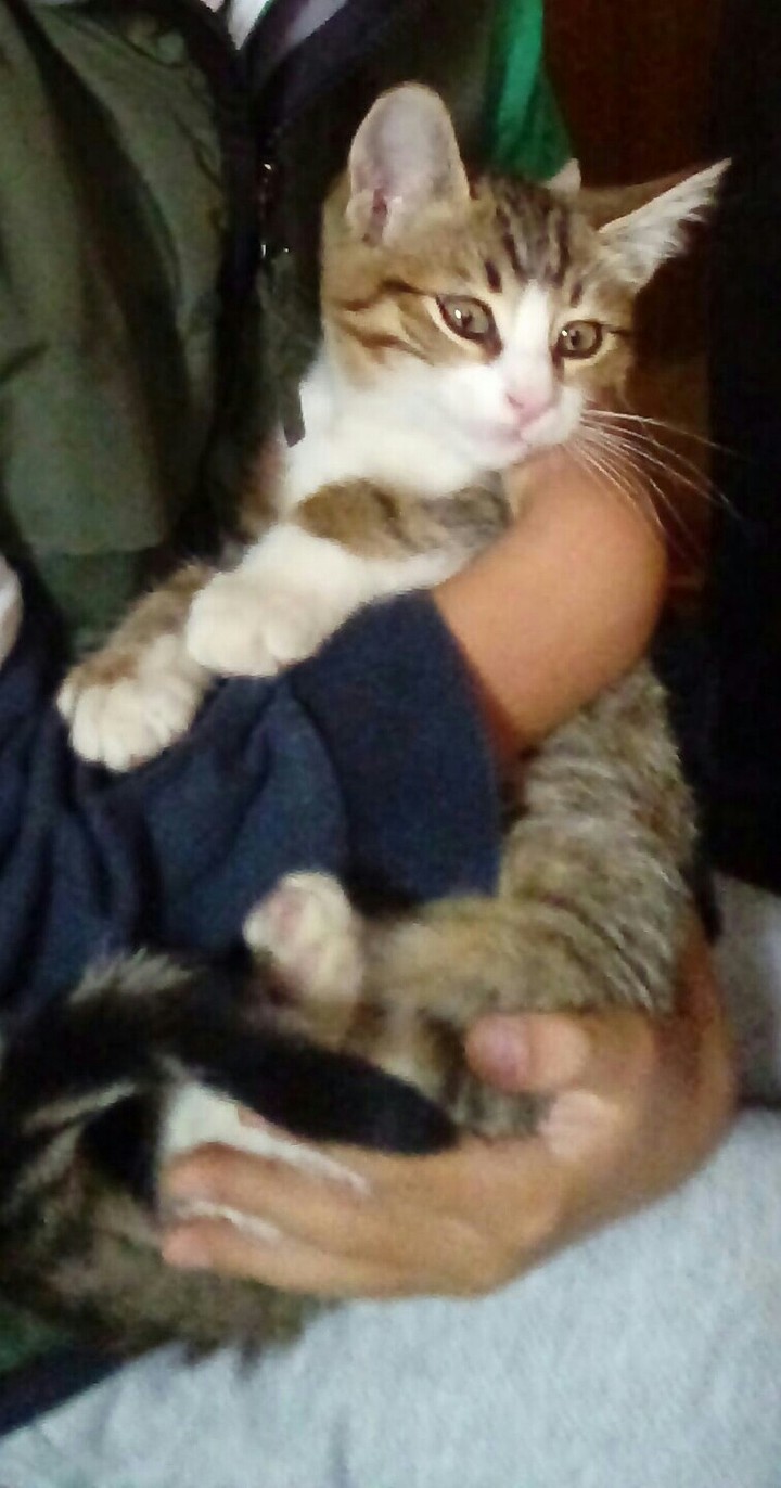 Teacher's kitty☺❤