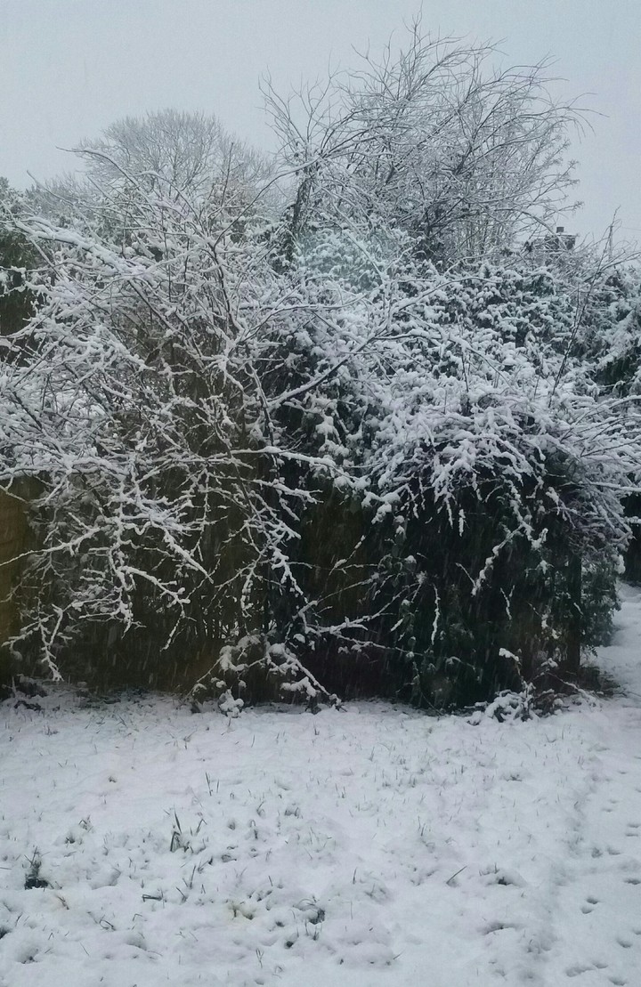 Snow on the branches