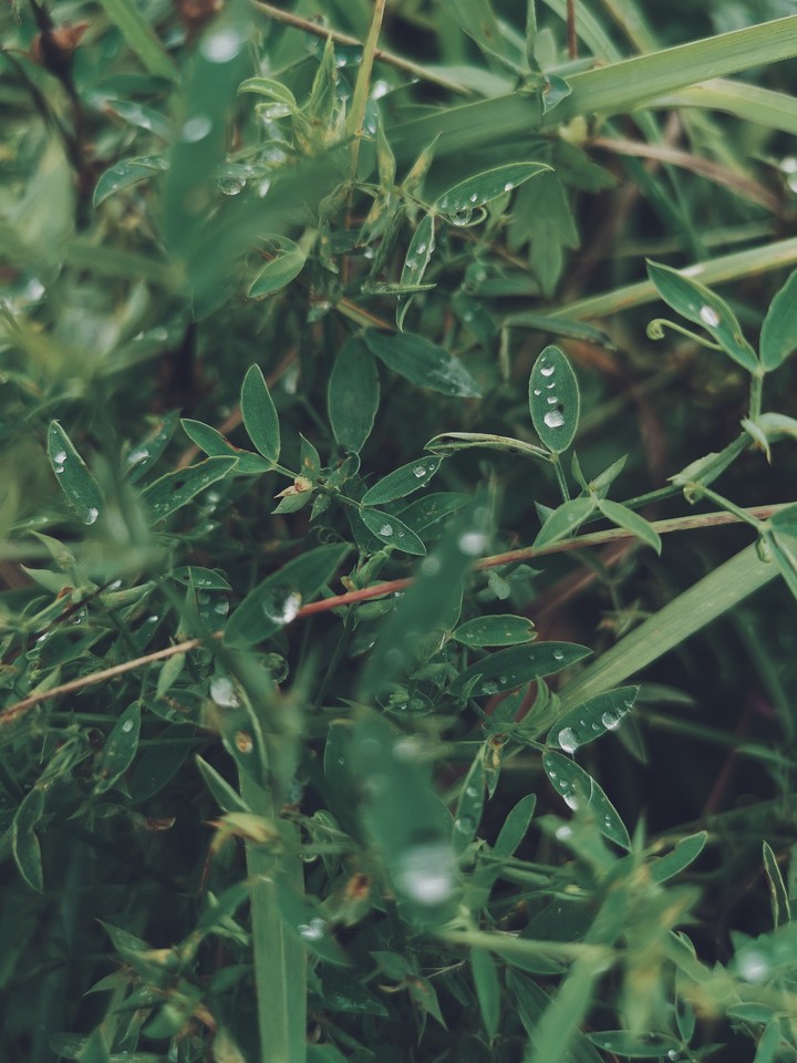 Green leaves