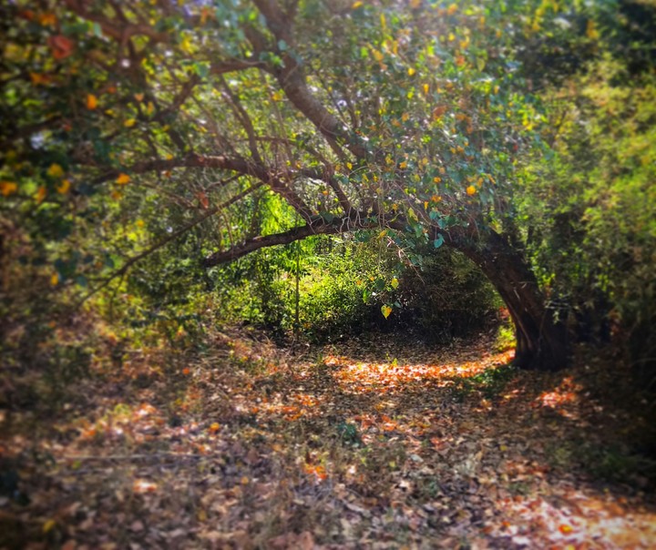 Fairyland