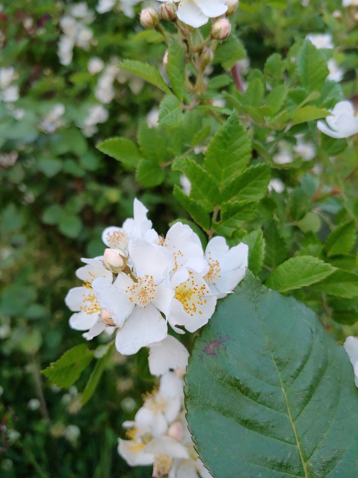 찔레꽃
