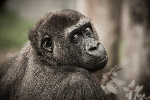 sfondi primate, grass