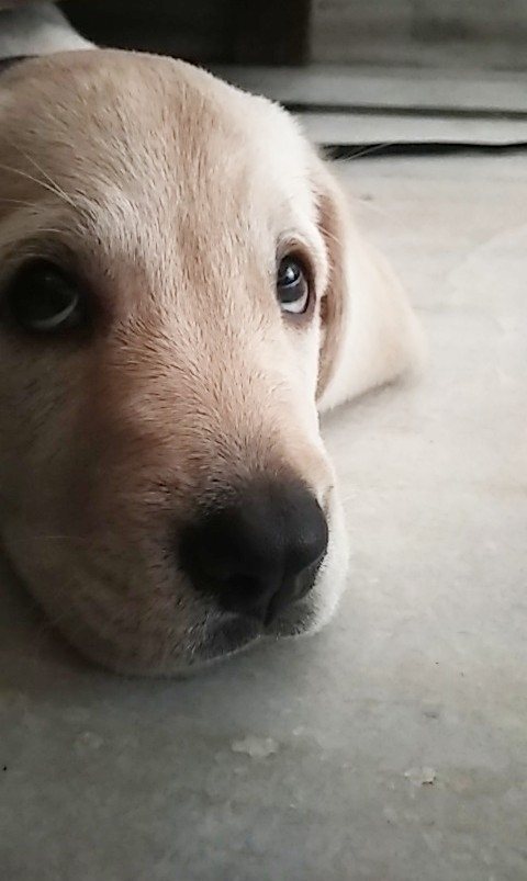 Puppy