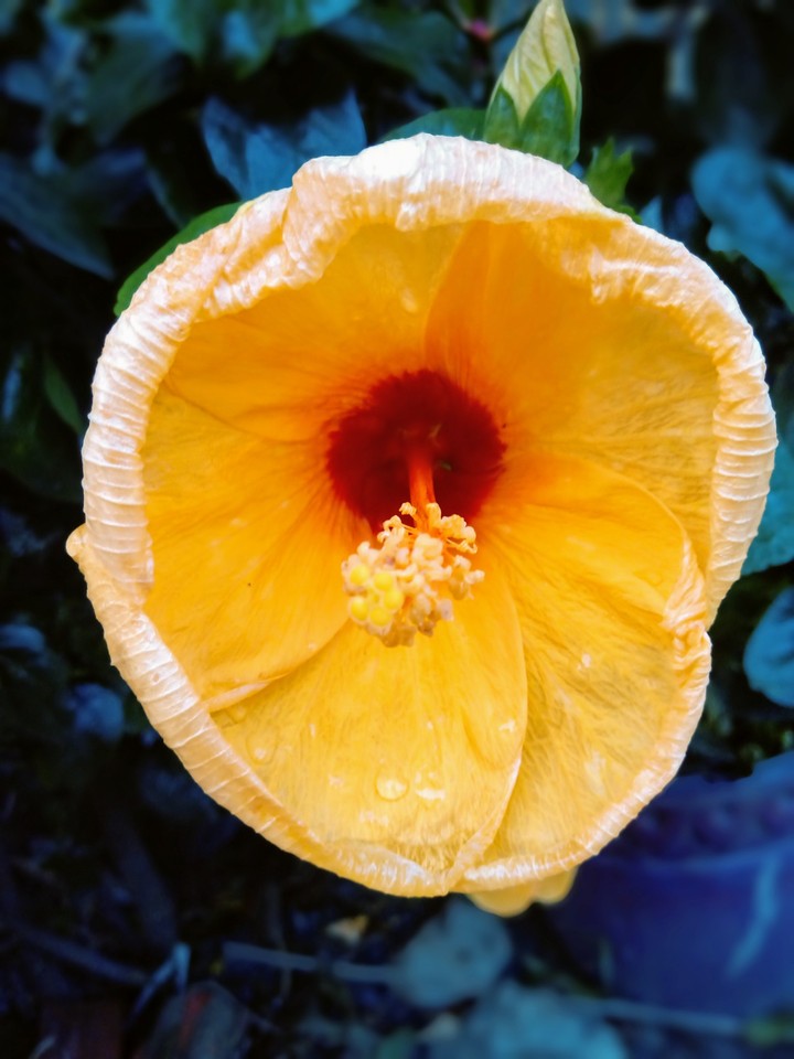 beautiful flower