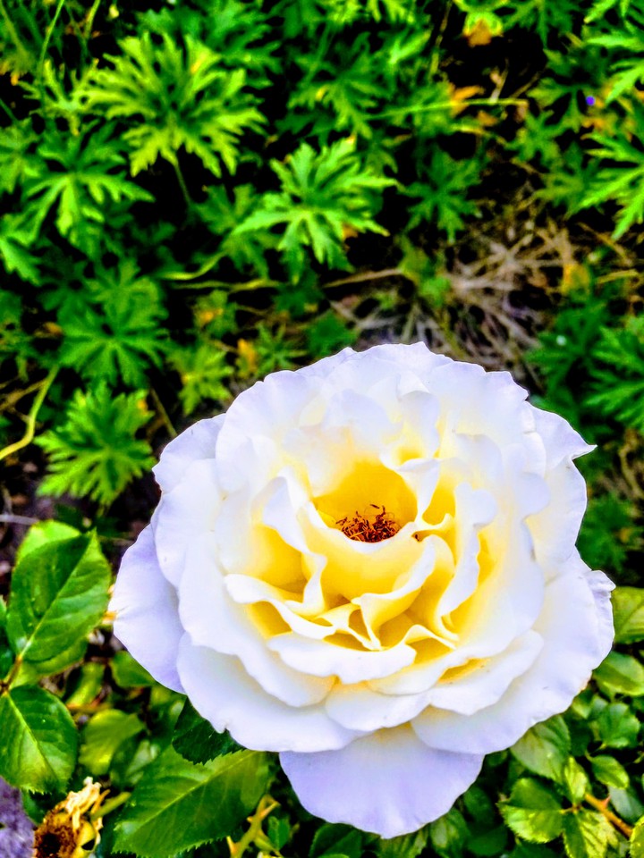 flower
