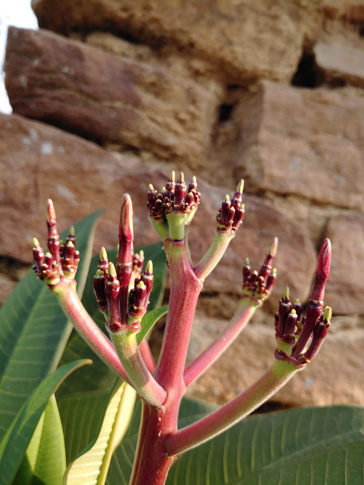 flower, middle finger