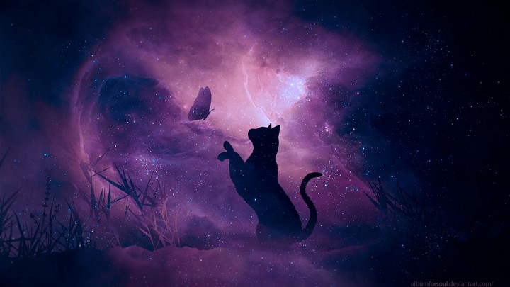 кот и бабочка