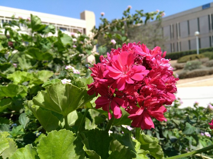 flower