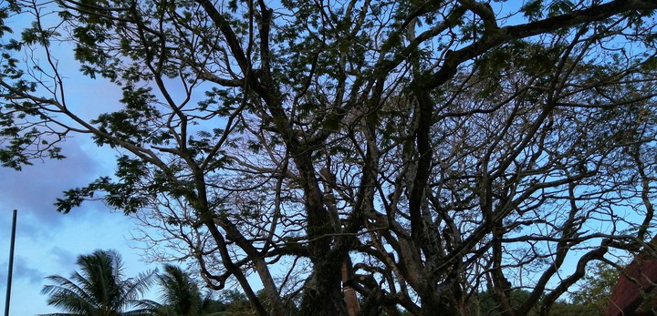 nature