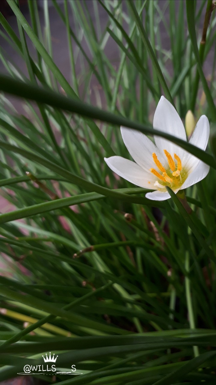 white  flowers
