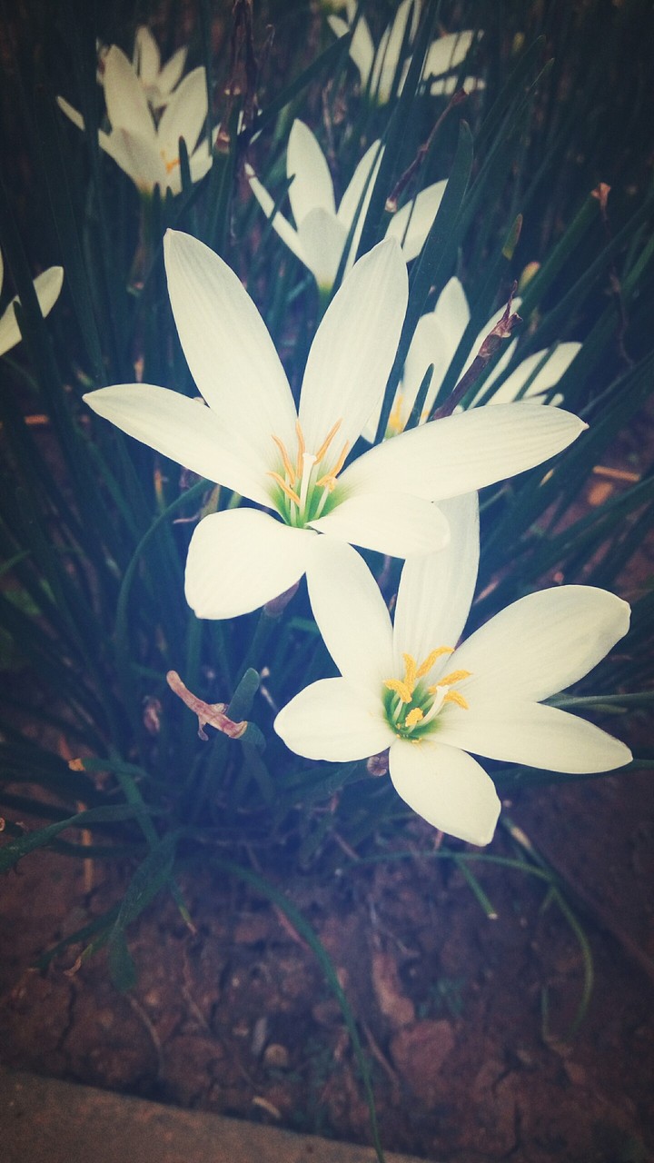 Grass Lily